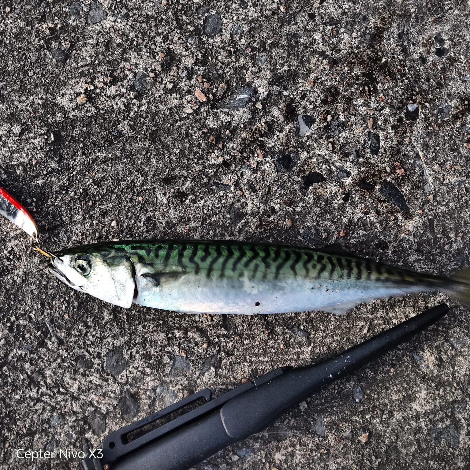 Fish caught on Fishbrain