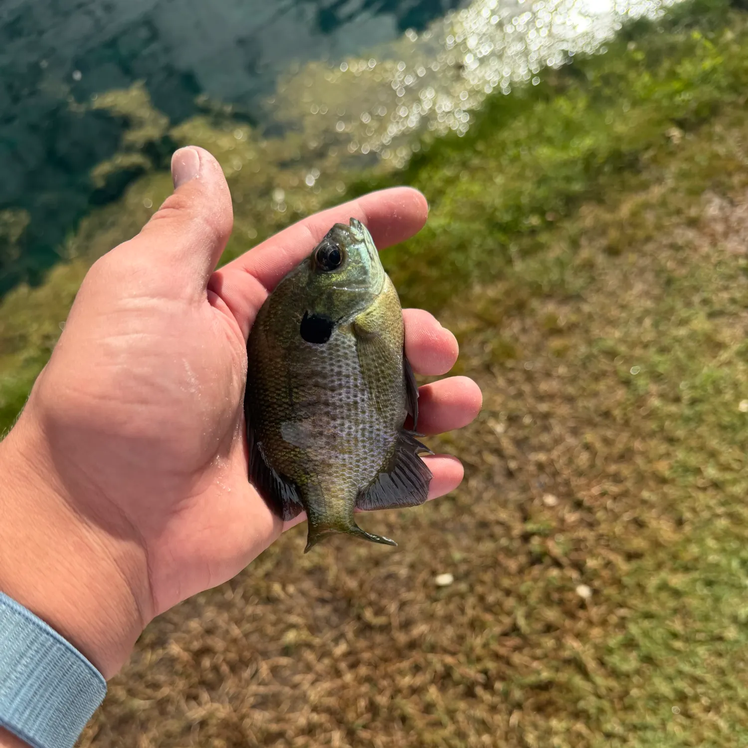 The most recent Wargill hybrid catches on Fishbrain
