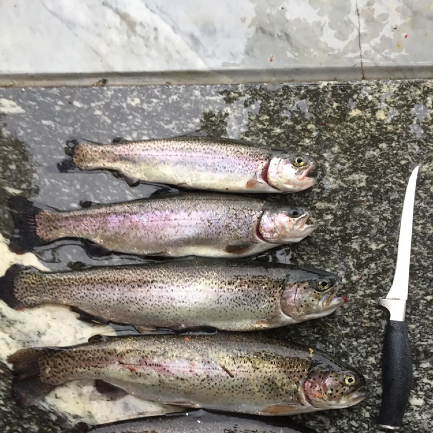 recently logged catches