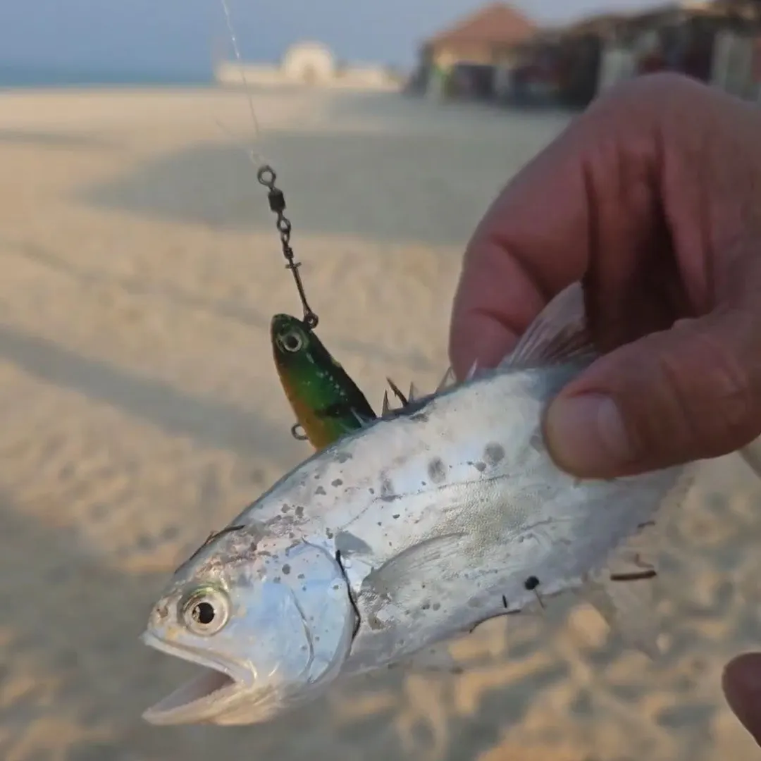 The most recent Talang queenfish catches on Fishbrain