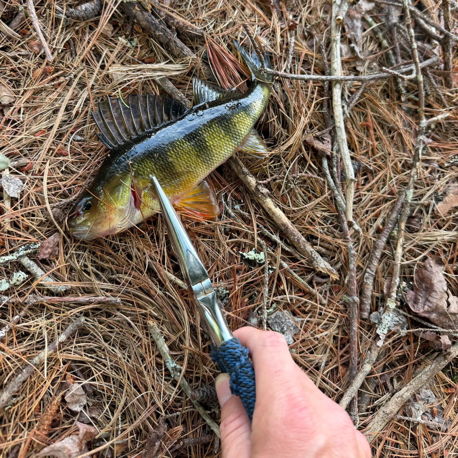 Yellow perch caught on Fishbrain
