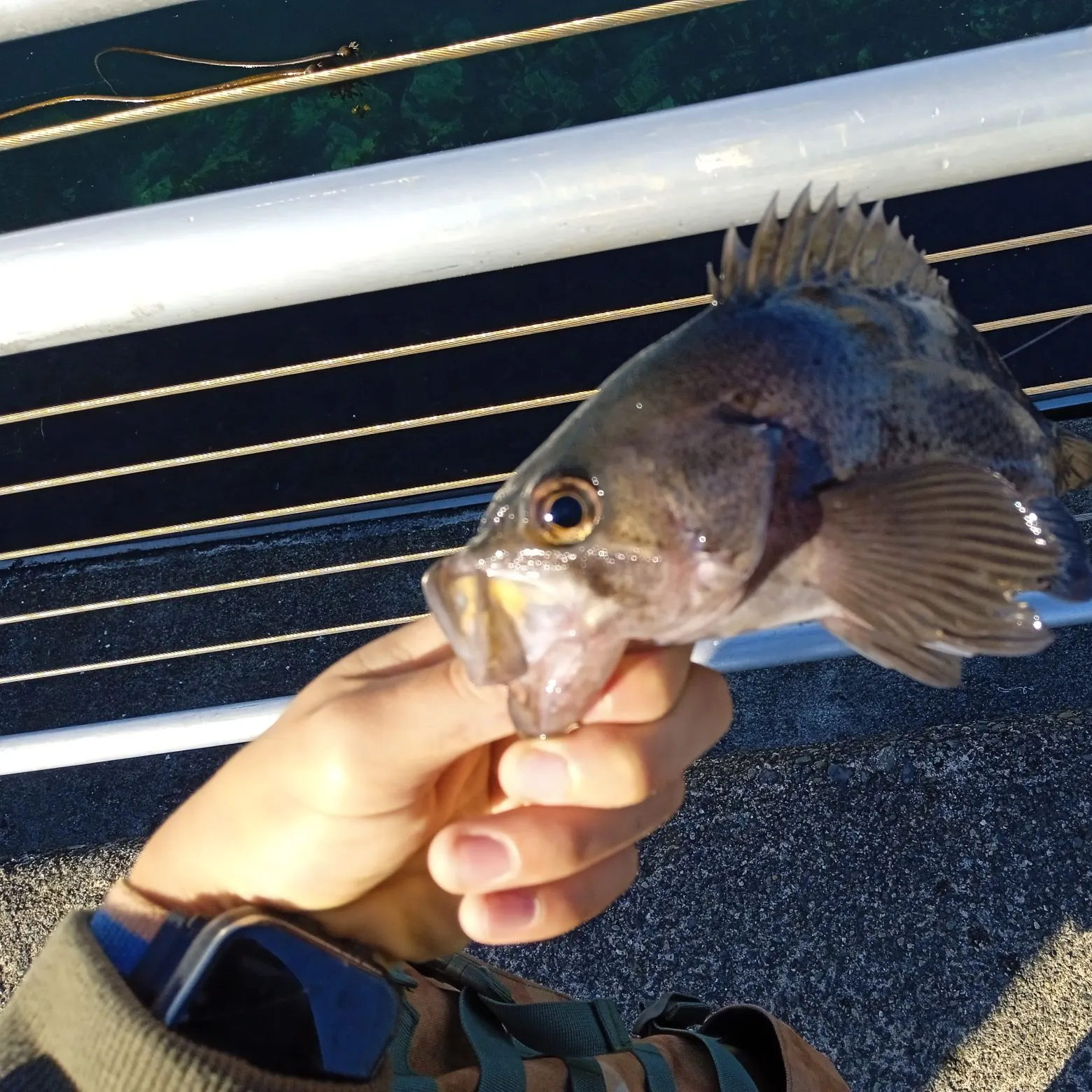Black rockfish caught on Fishbrain