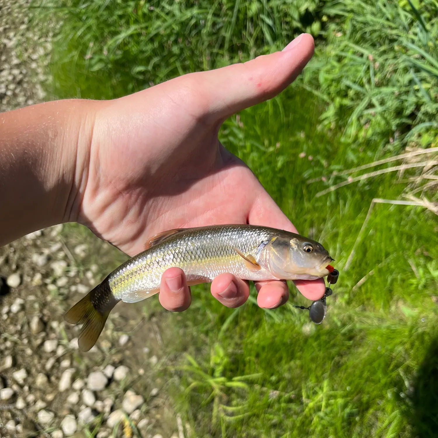 Creek chub caught on Fishbrain