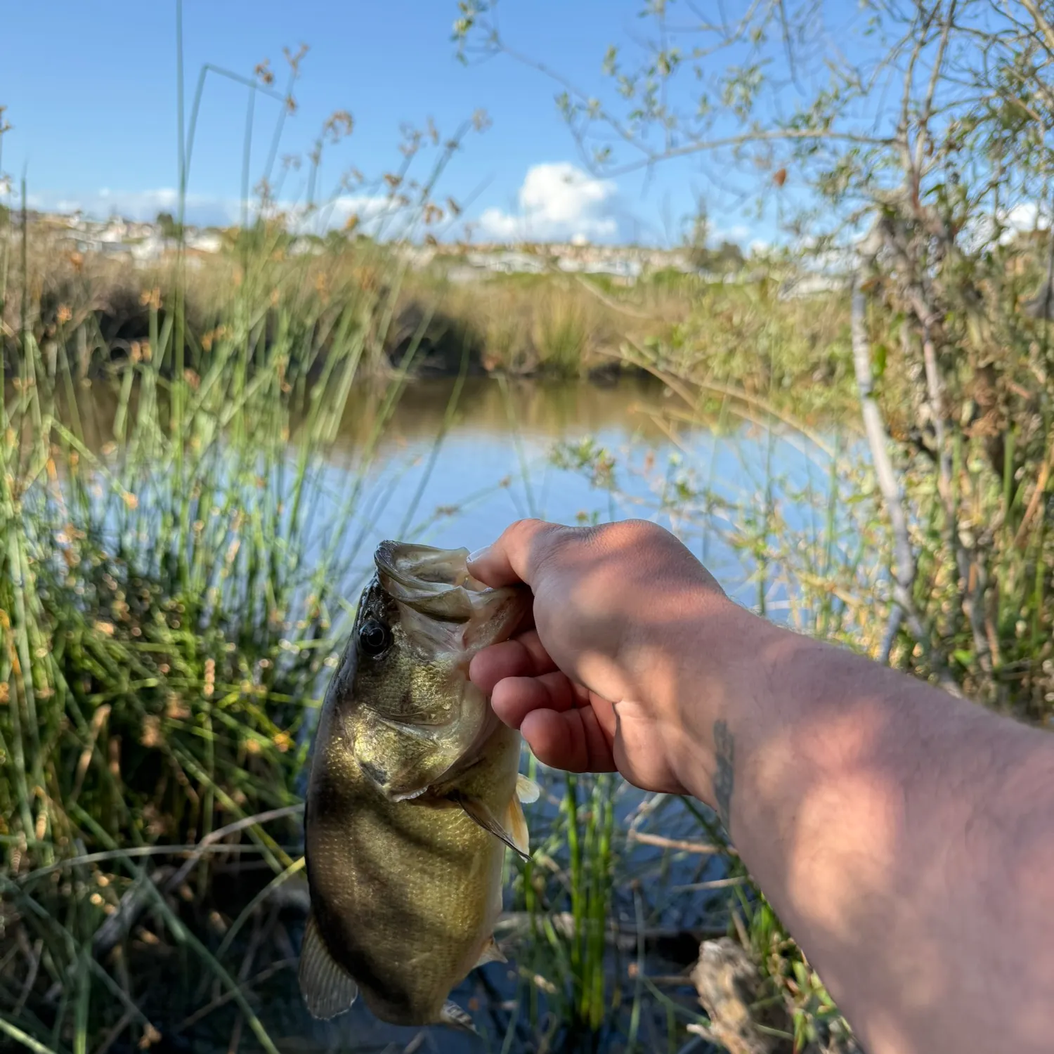 catch