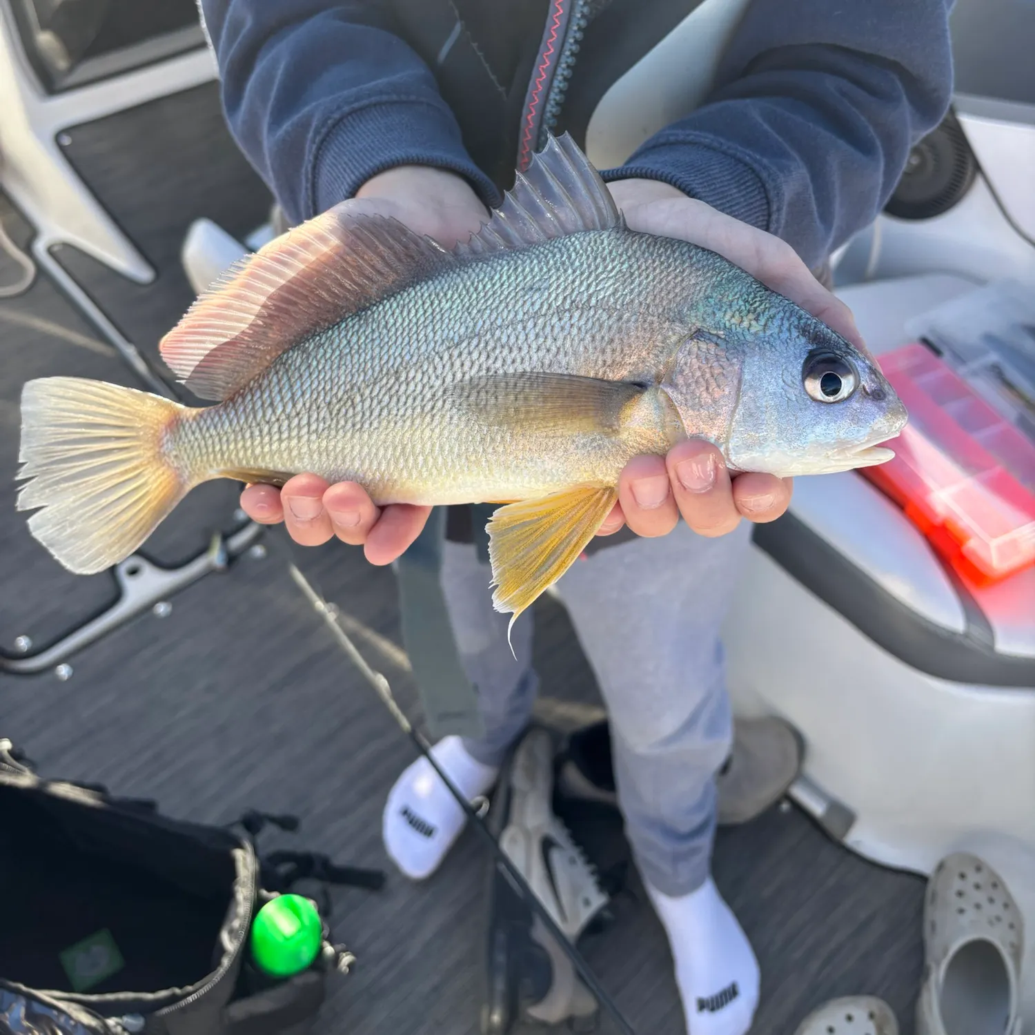 Freshwater drum caught on Fishbrain