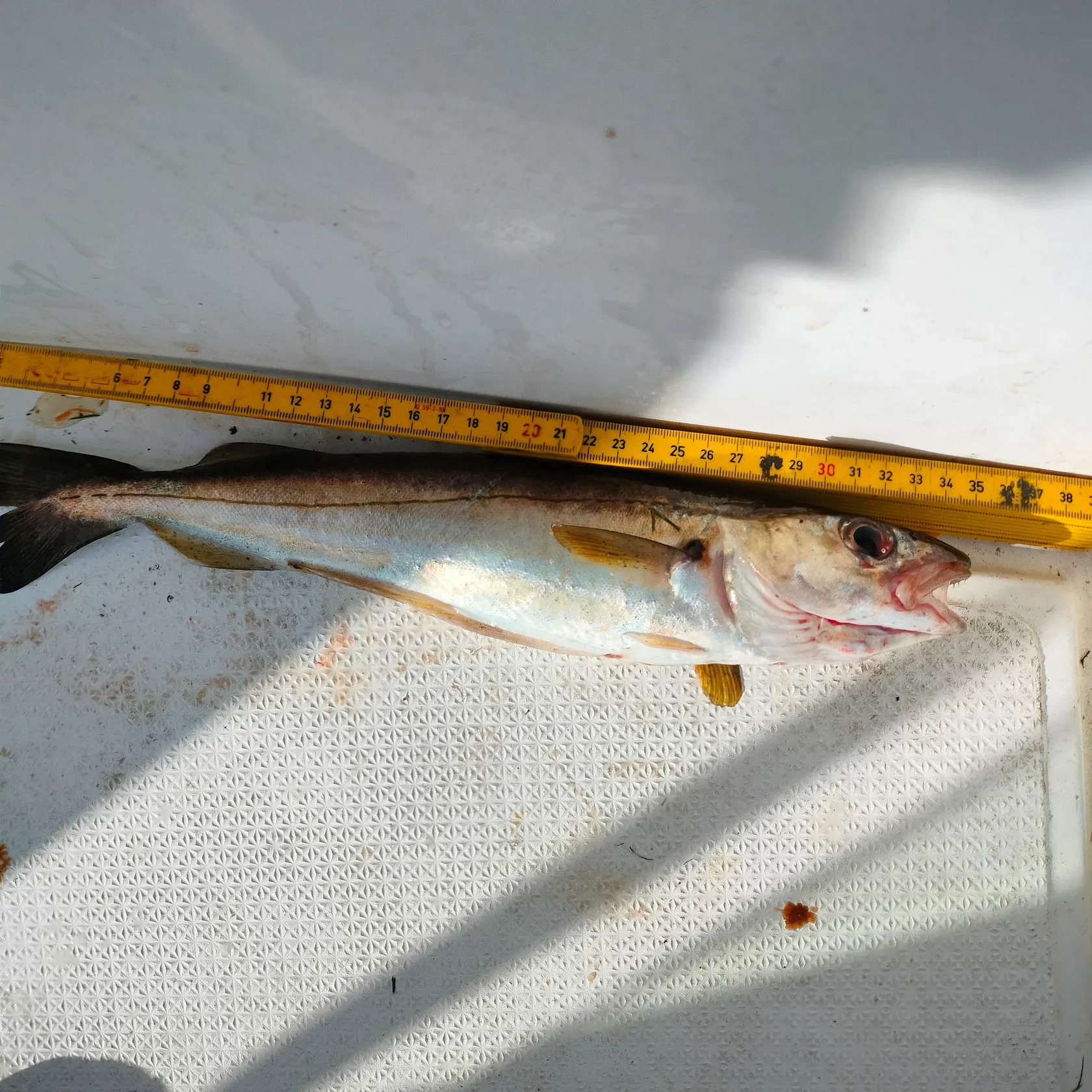 The most recent Whiting catches on Fishbrain
