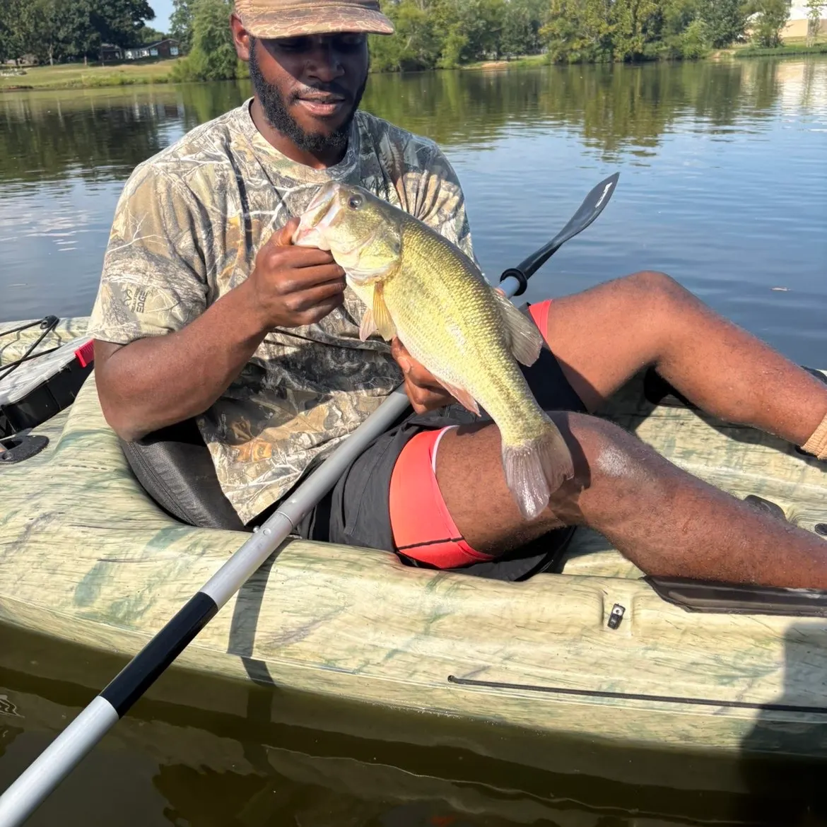 Largemouth bass caught on Fishbrain