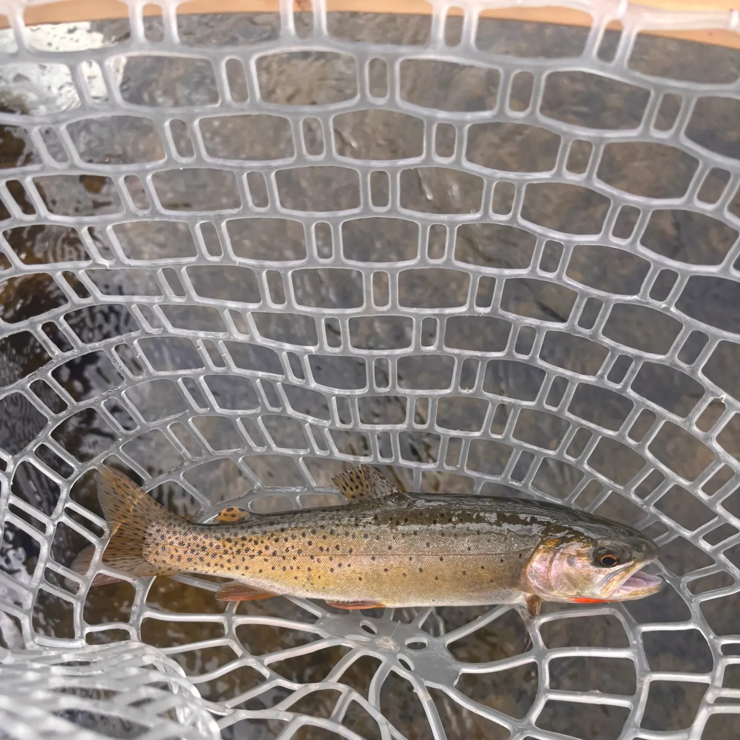 Yellowstone cutthroat trout caught on Fishbrain