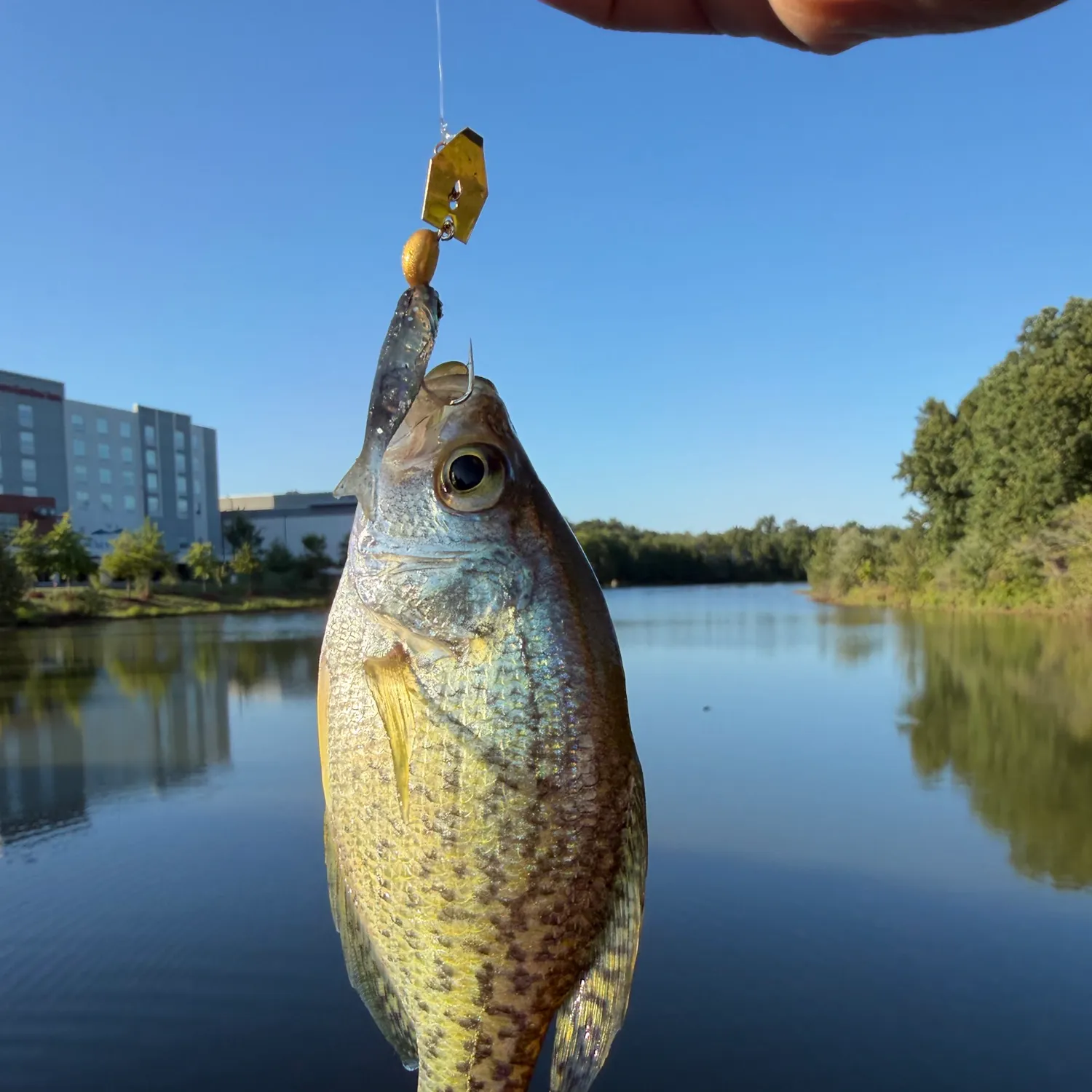 Black crappie caught on Fishbrain