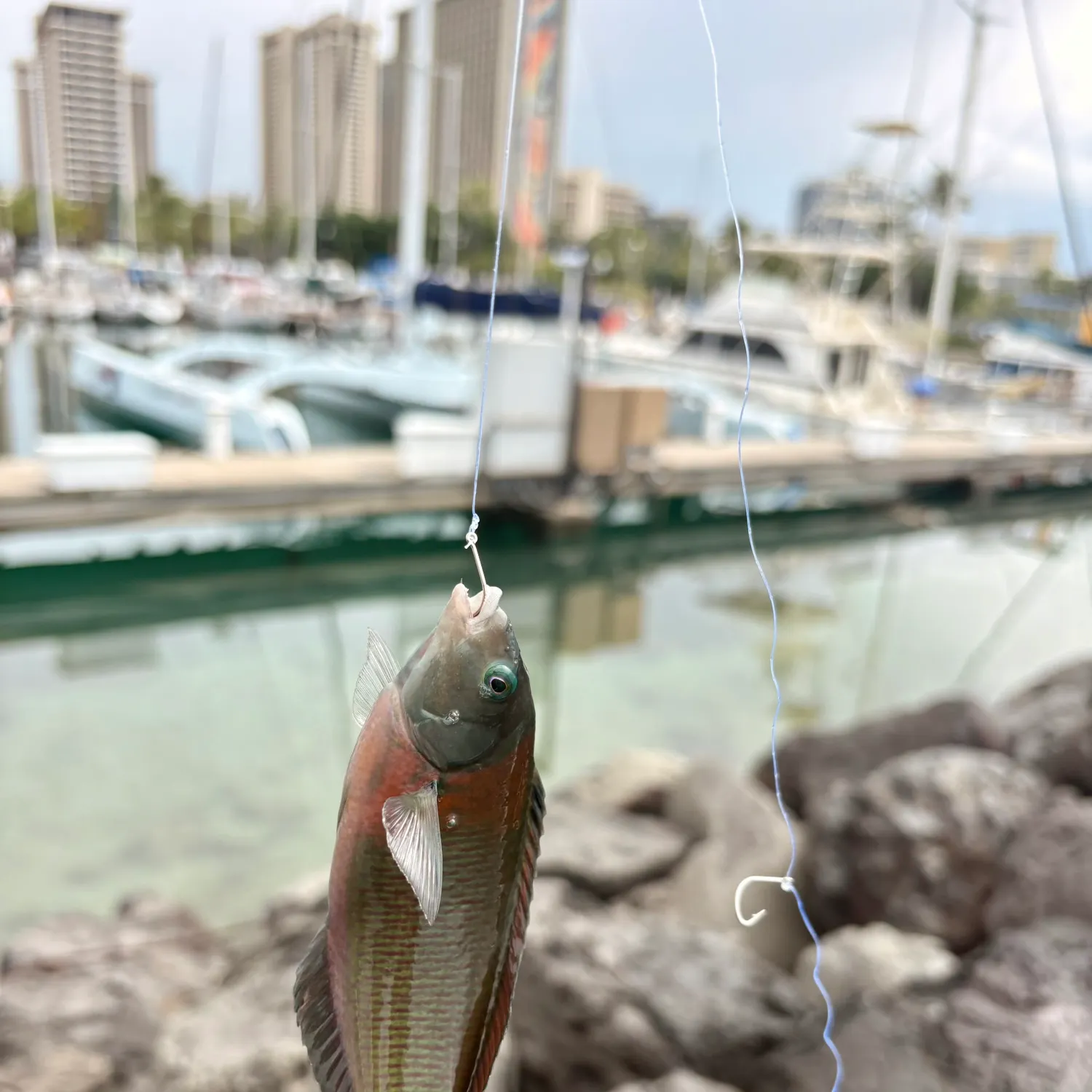 The most recent Saddle wrasse catches on Fishbrain