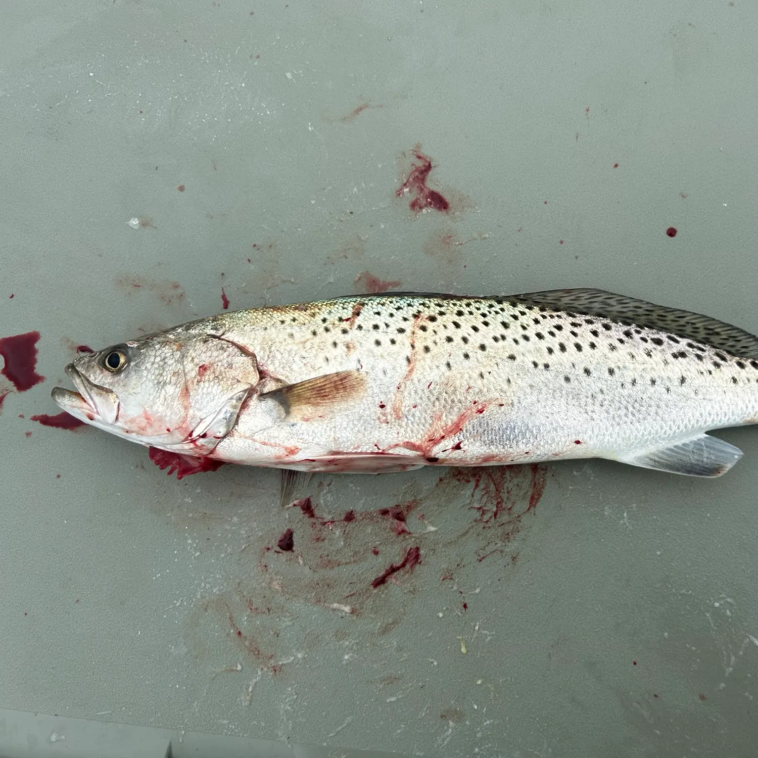Spotted seatrout caught on Fishbrain