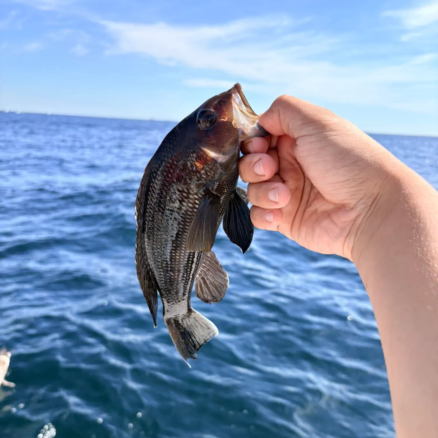 Black sea bass caught on Fishbrain