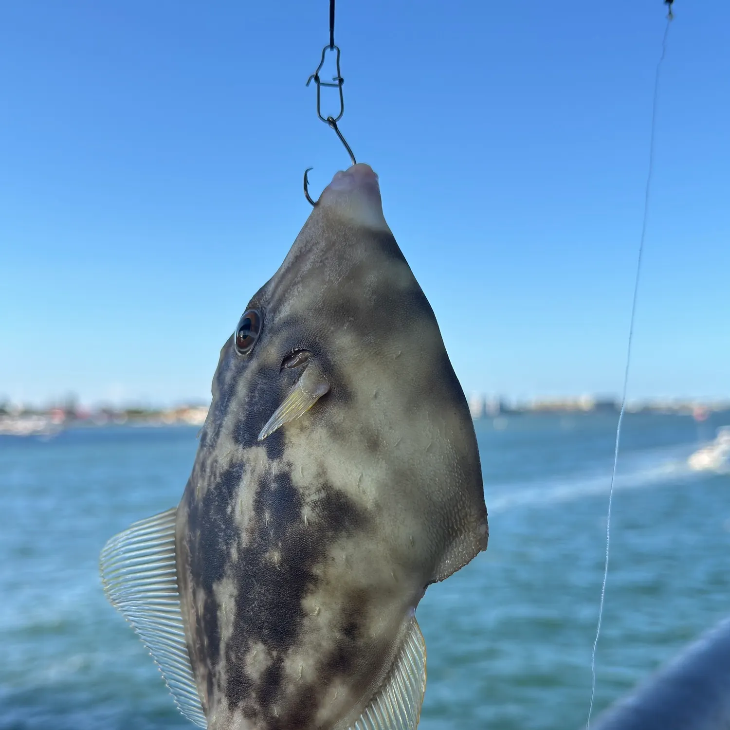 The most recent Hogfish catches on Fishbrain