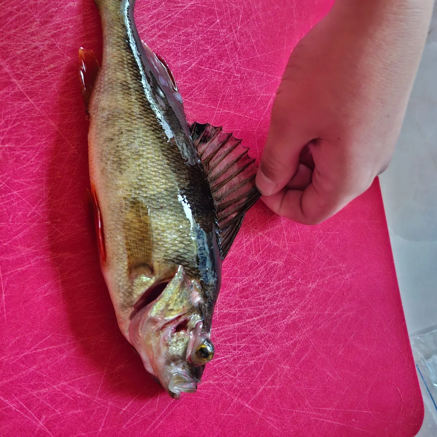 European perch caught on Fishbrain