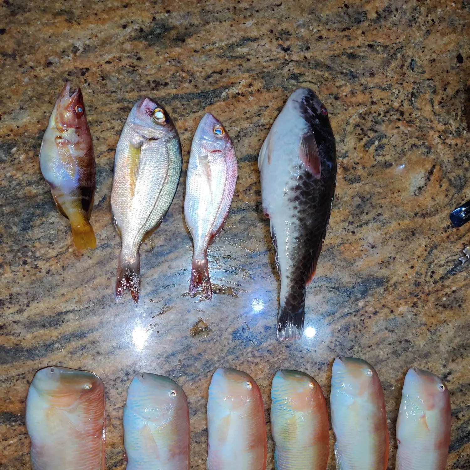 recently logged catches