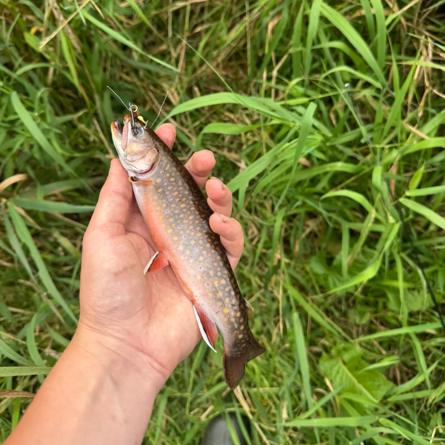 Brook trout caught on Fishbrain