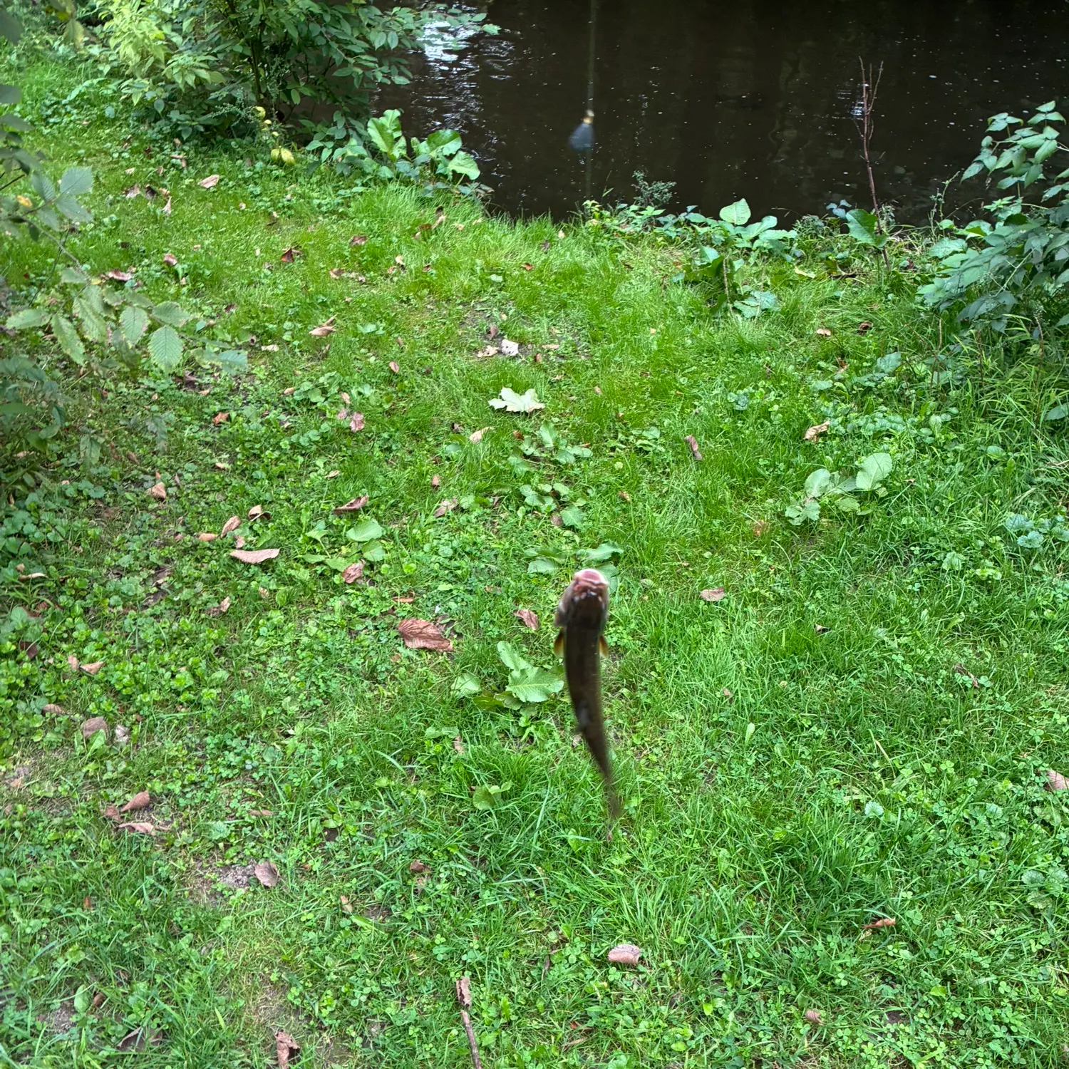 Smallmouth bass caught on Fishbrain