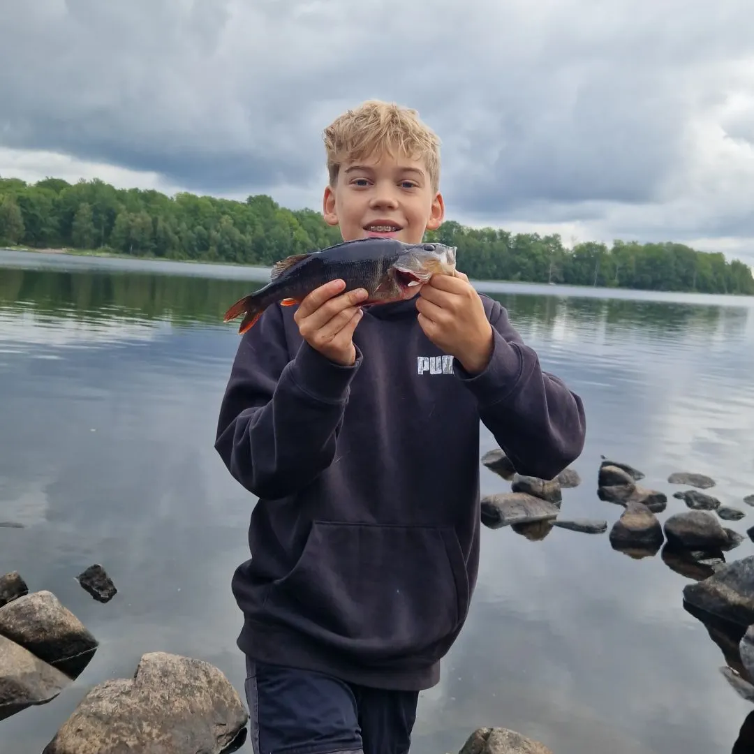 European perch caught on Fishbrain