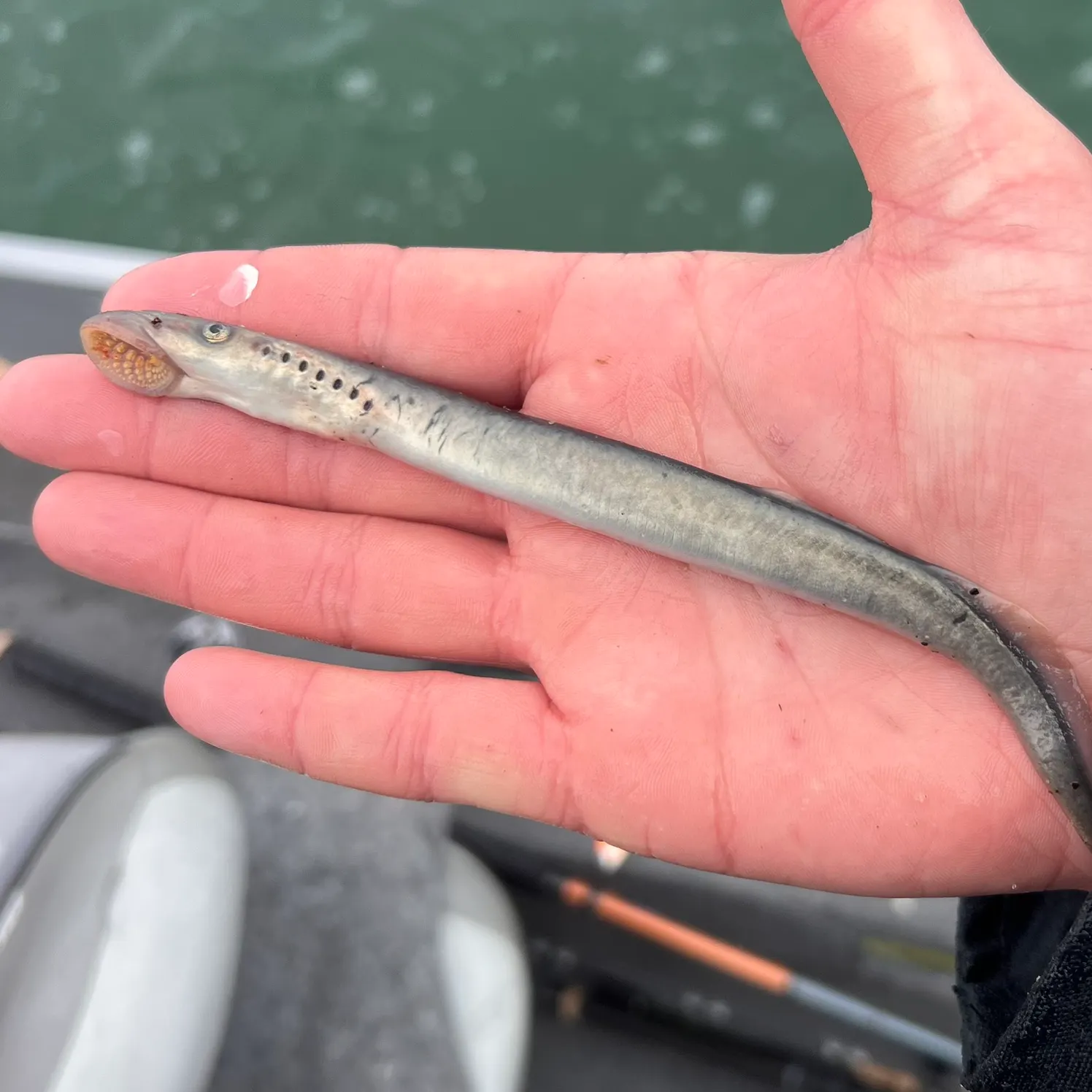 The most recent Silver lamprey catches on Fishbrain