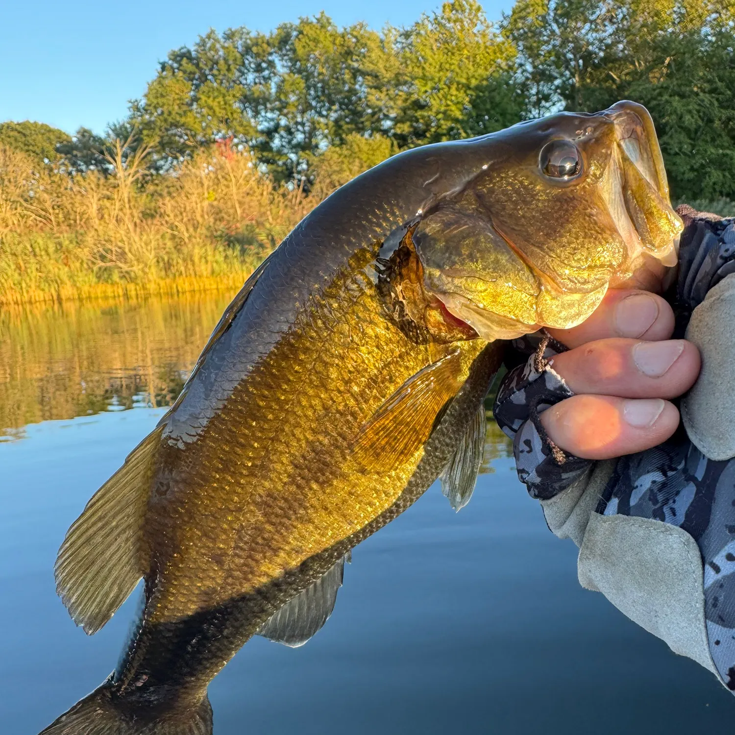 Largemouth bass caught on Fishbrain