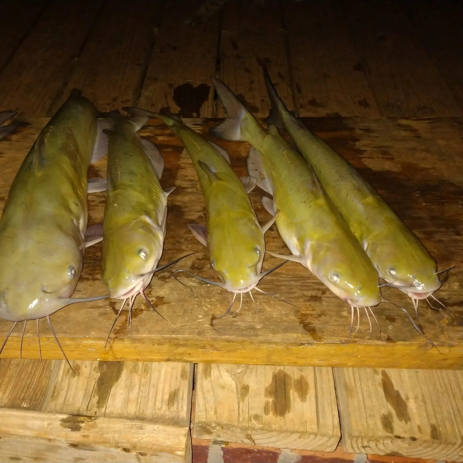 recently logged catches