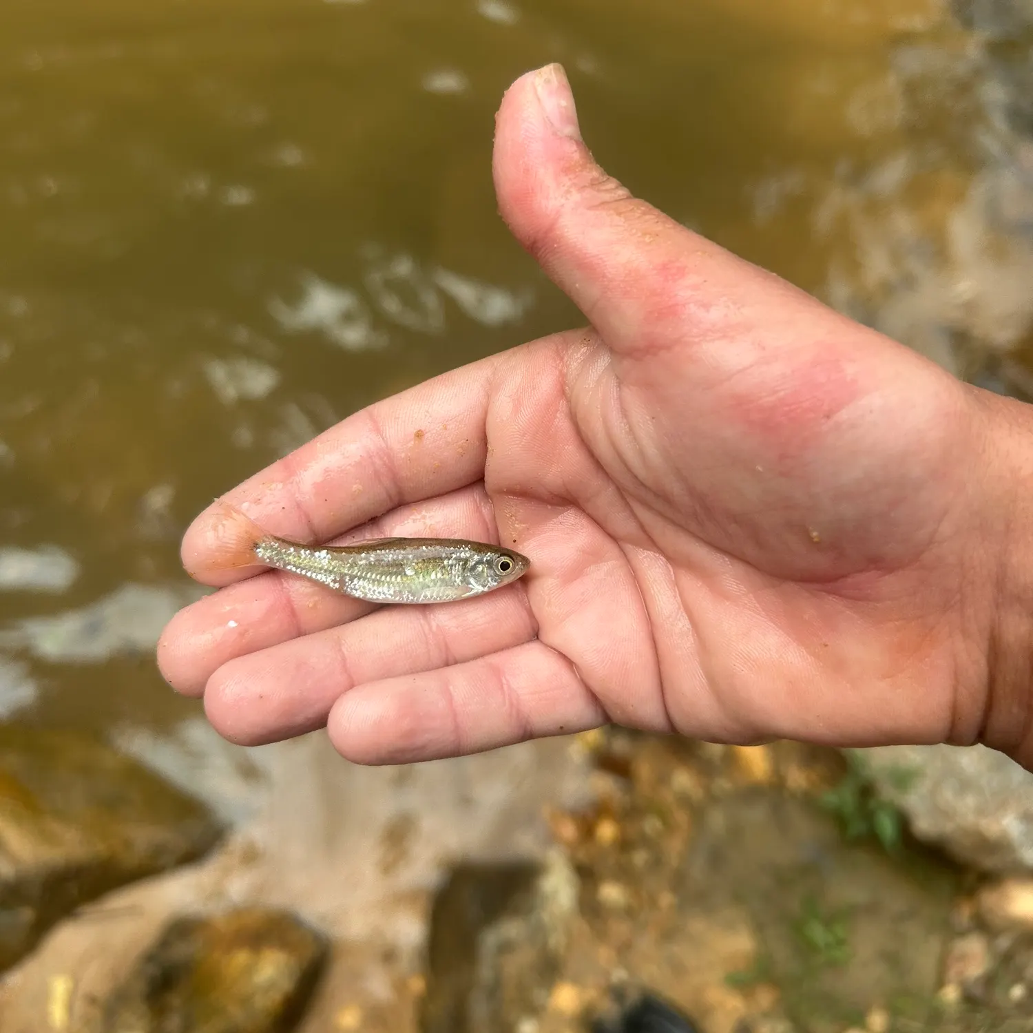 The most recent Striped shiner catches on Fishbrain