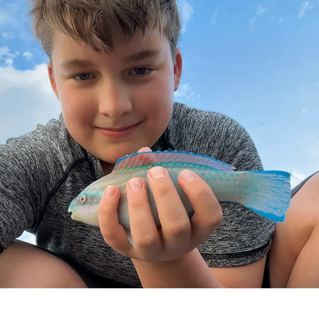 The most recent Rainbow parrotfish catches on Fishbrain