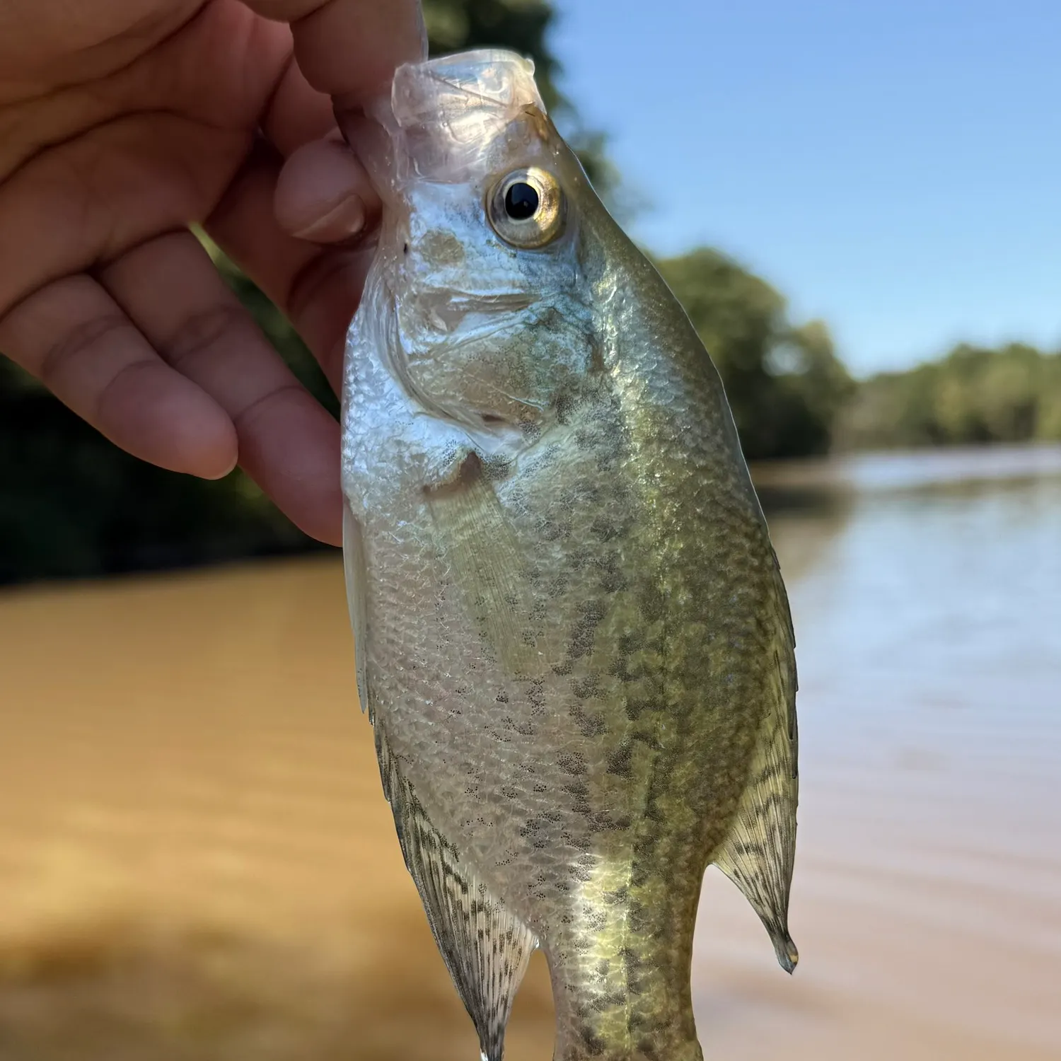 Black crappie caught on Fishbrain