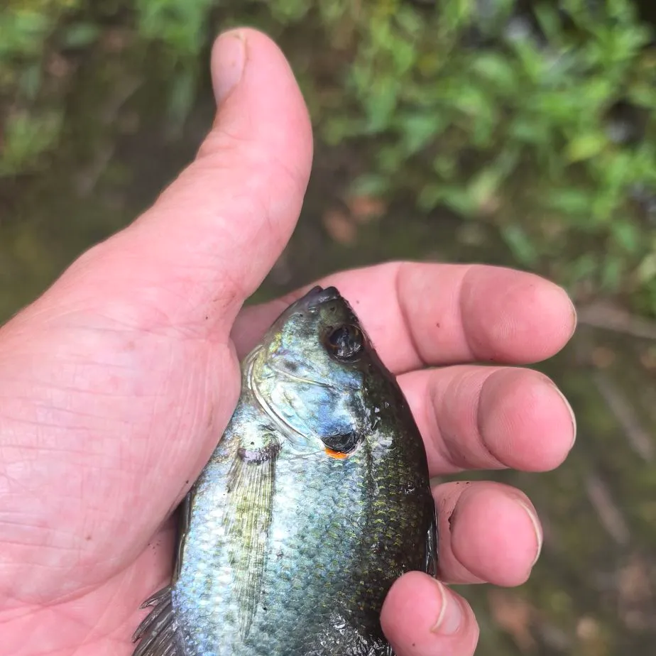 Redear sunfish caught on Fishbrain