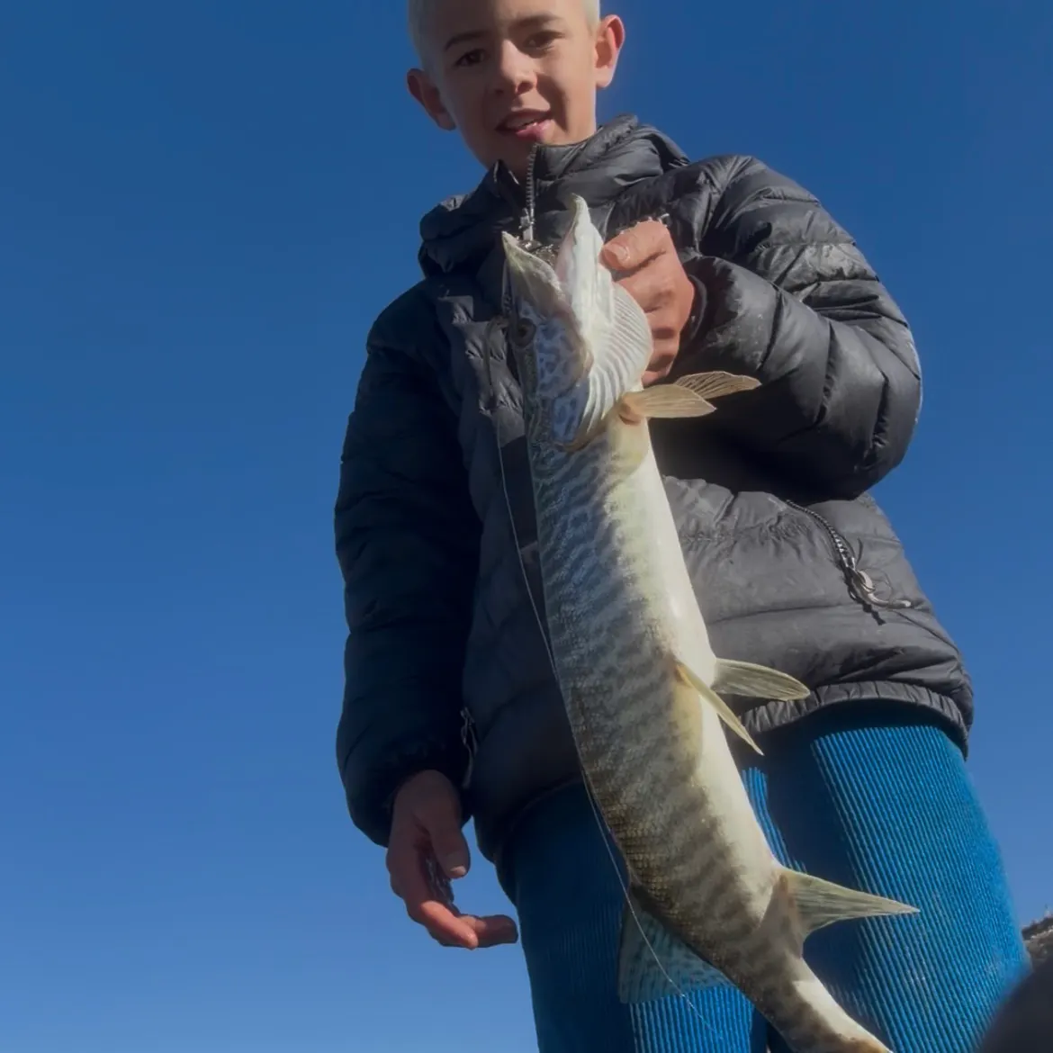 Tiger muskie caught on Fishbrain