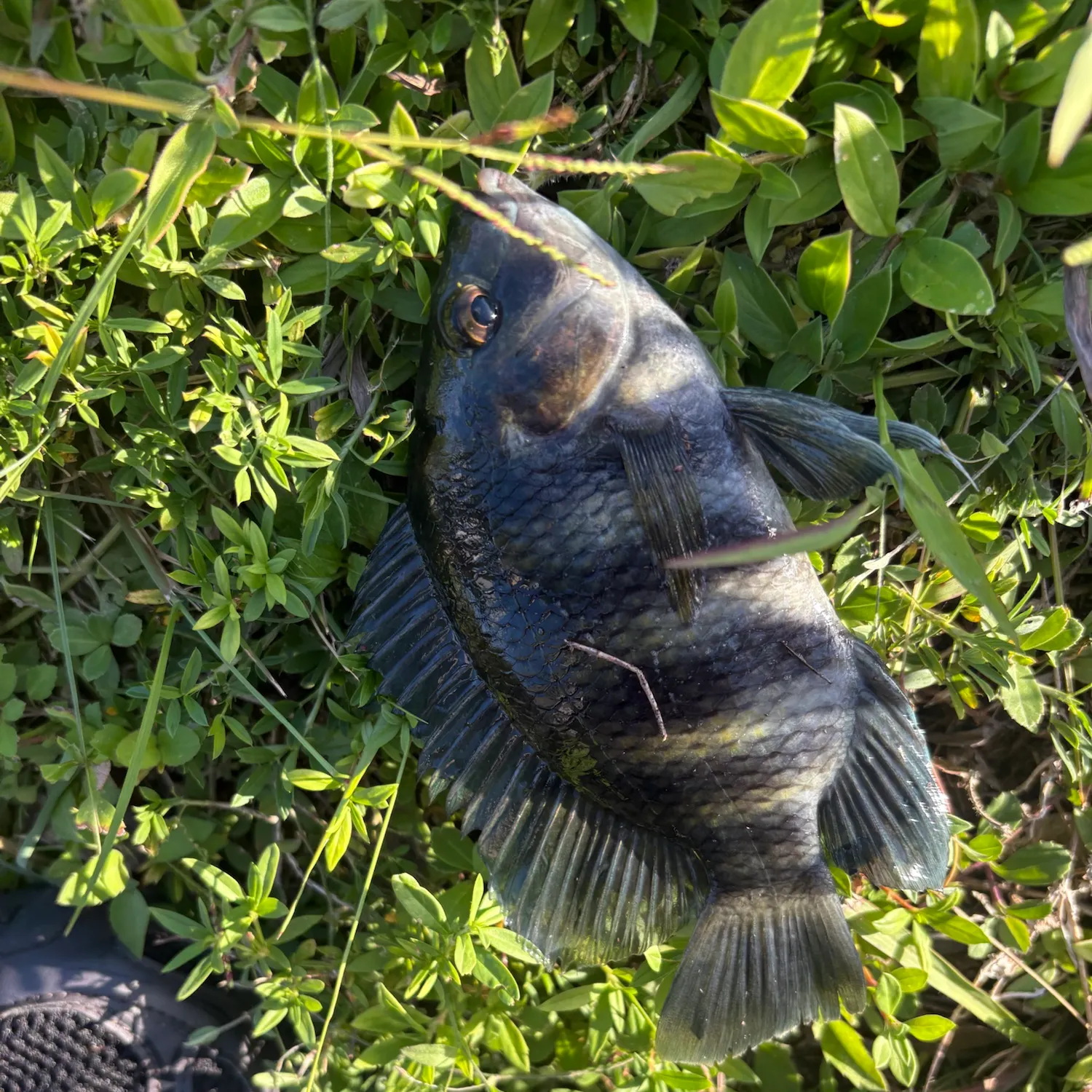 Zebra tilapia caught on Fishbrain
