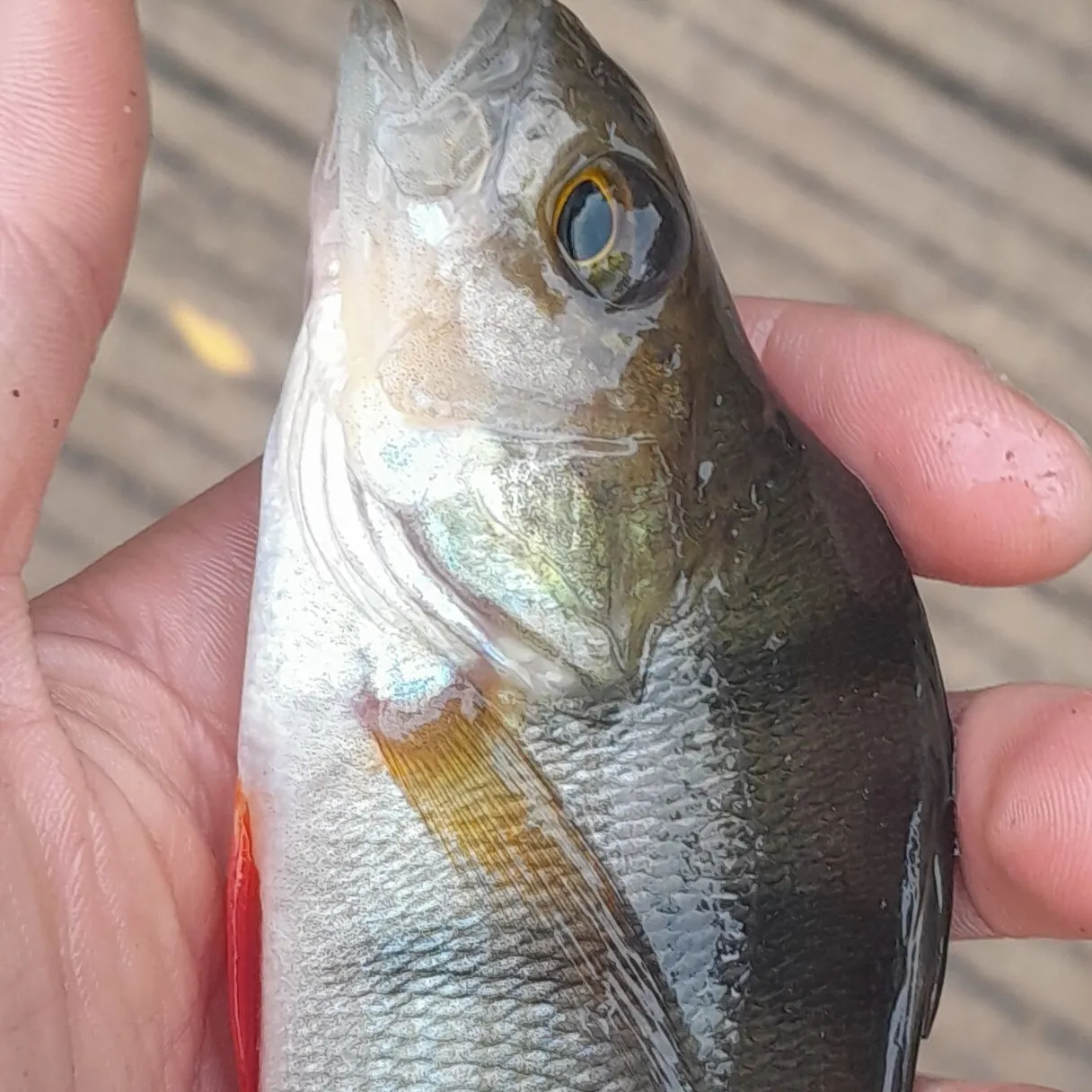 European perch caught on Fishbrain