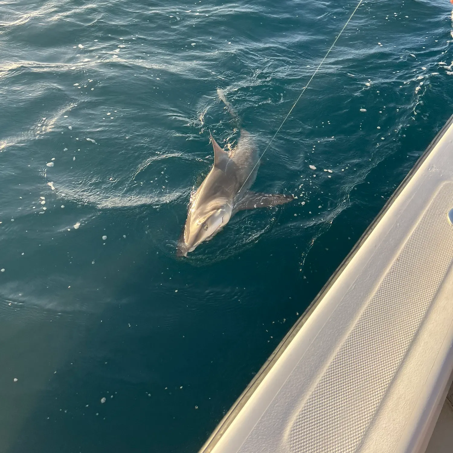 The most recent Grey reef shark catches on Fishbrain