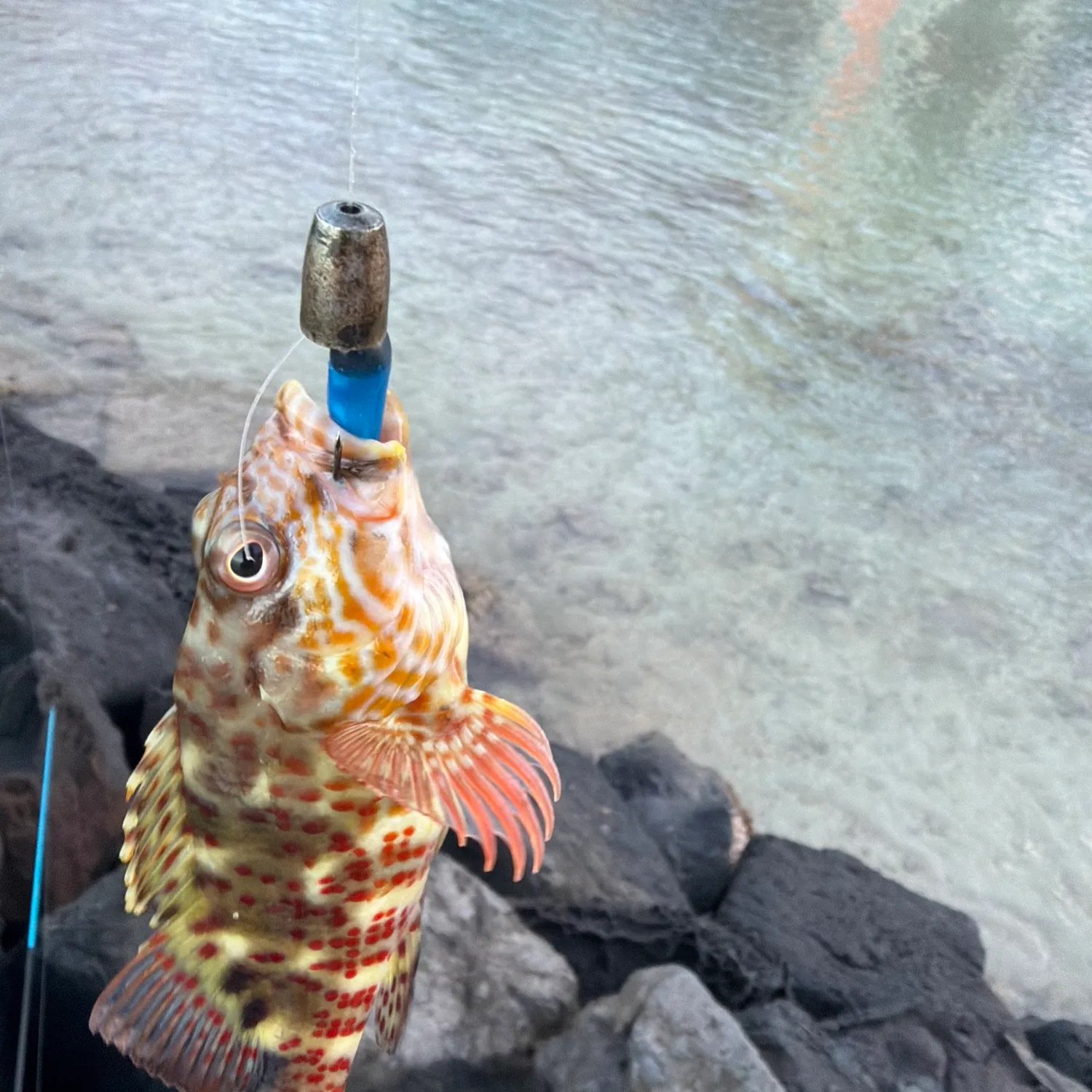 The most recent Stocky hawkfish catches on Fishbrain