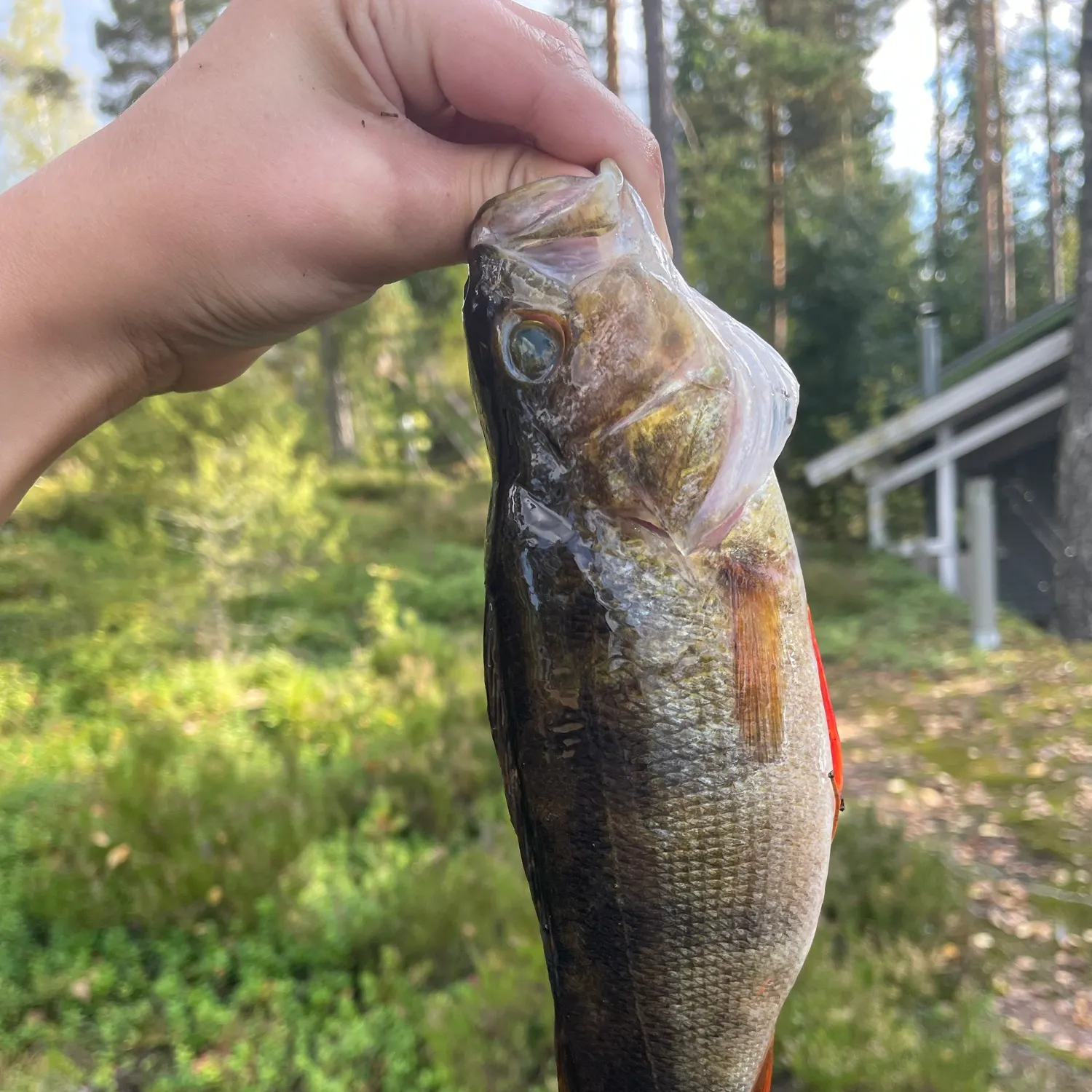 European perch caught on Fishbrain