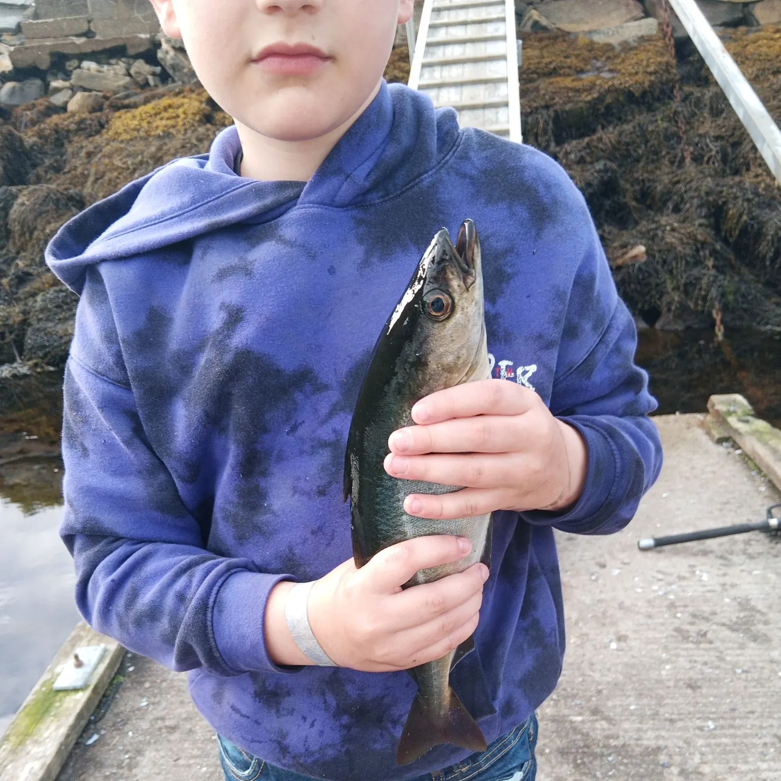 Pollack caught on Fishbrain