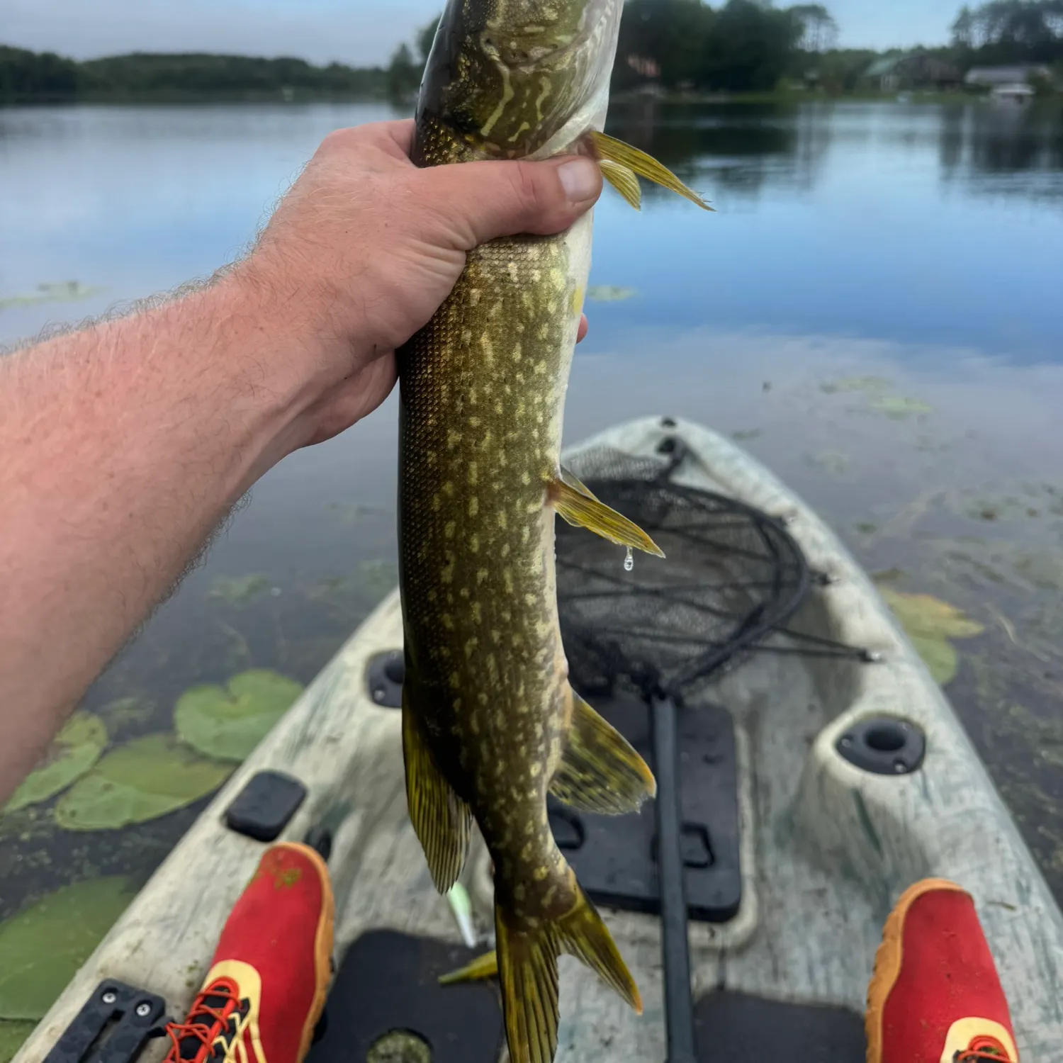 Northern pike caught on Fishbrain