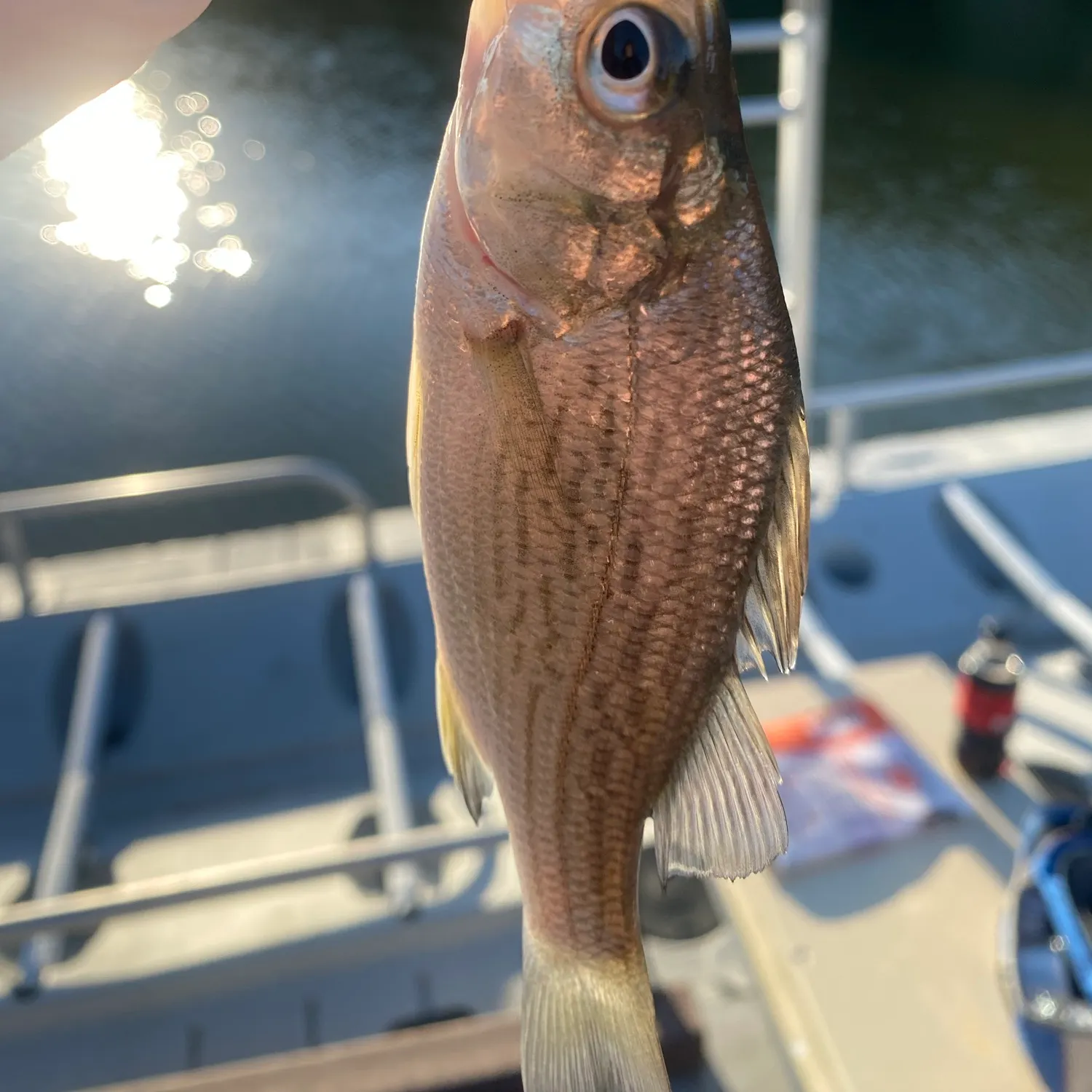 White perch caught on Fishbrain