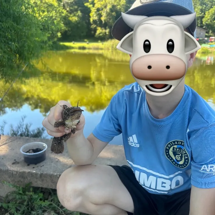 Channel catfish caught on Fishbrain