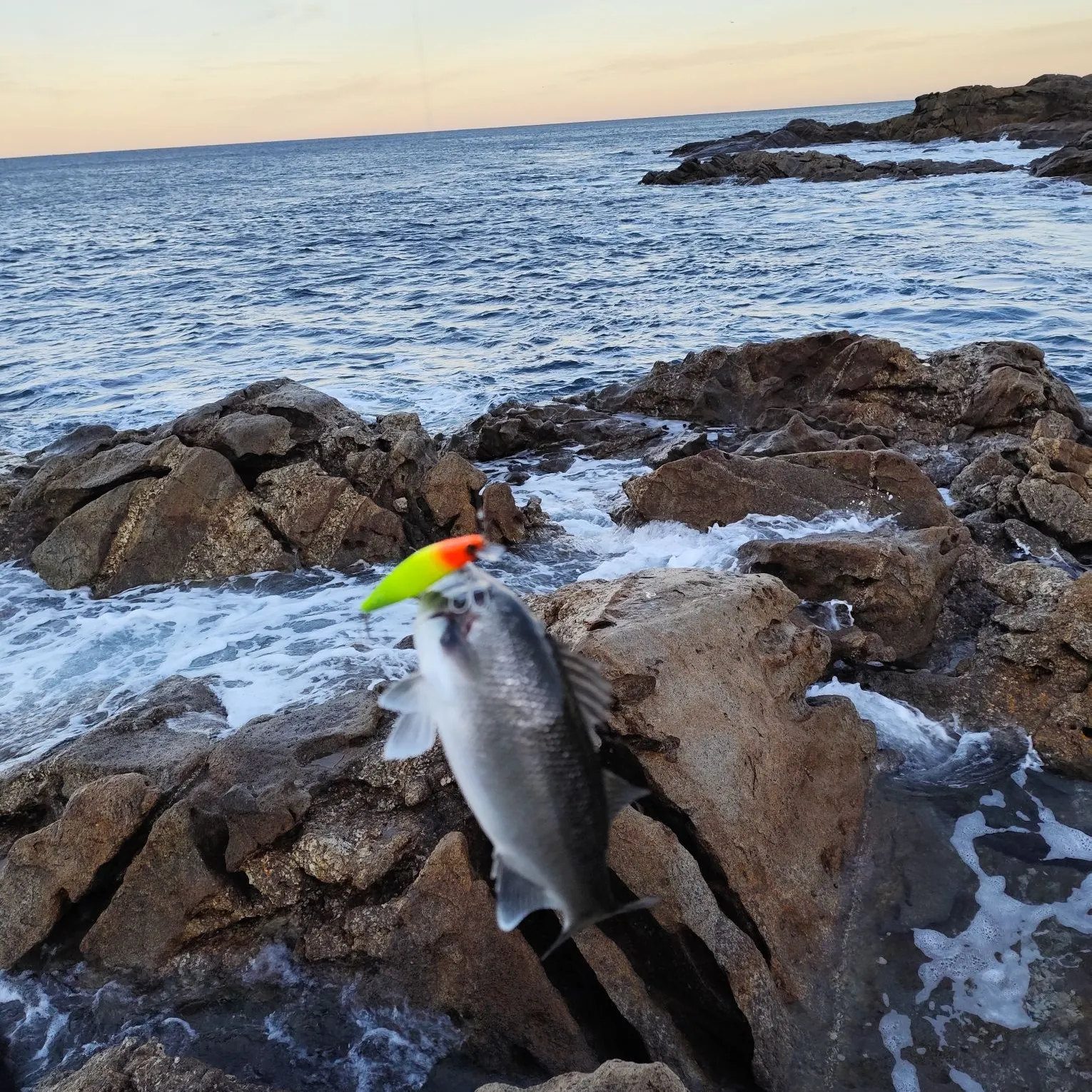 The most recent European seabass catches on Fishbrain