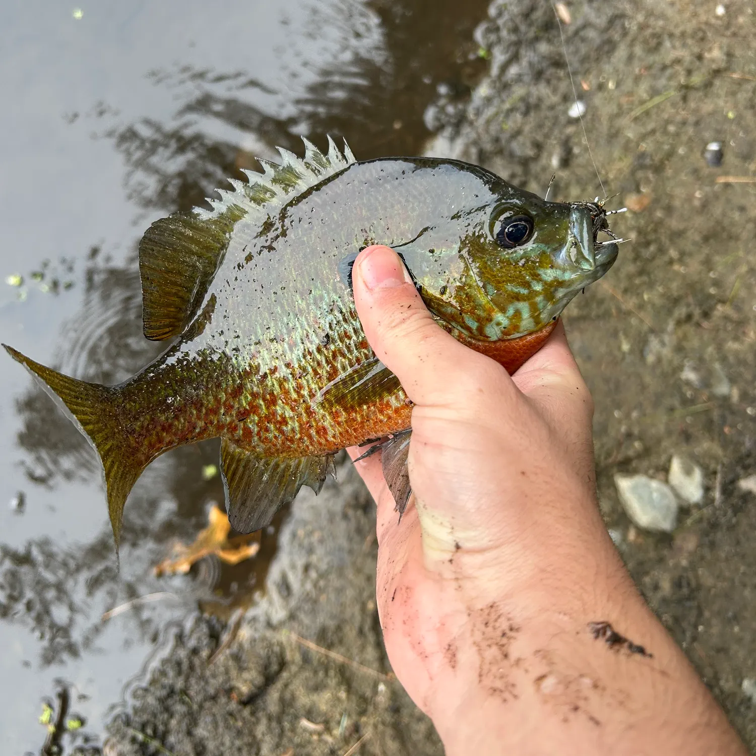 Redbreast sunfish caught on Fishbrain