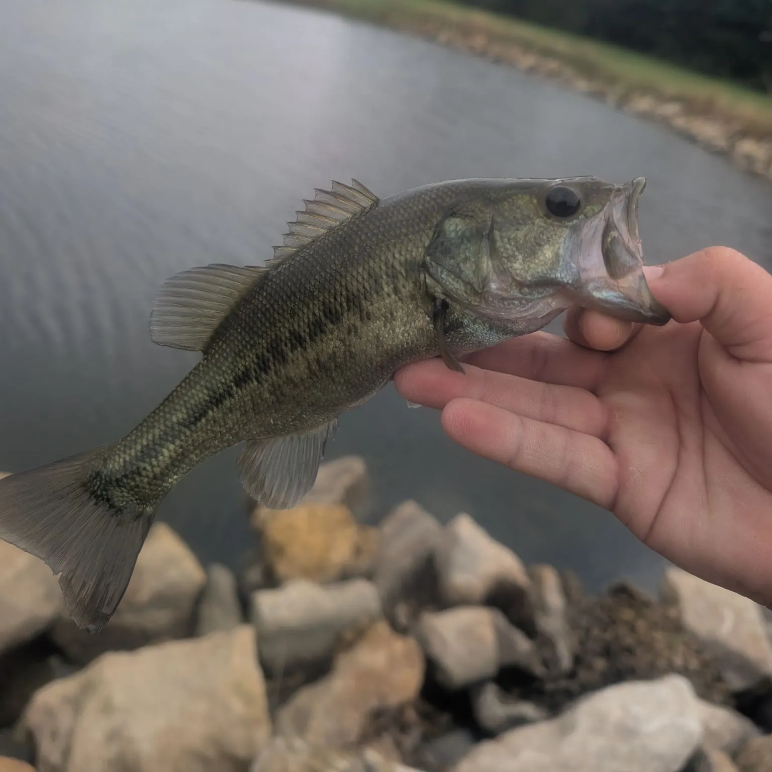 Largemouth bass caught on Fishbrain