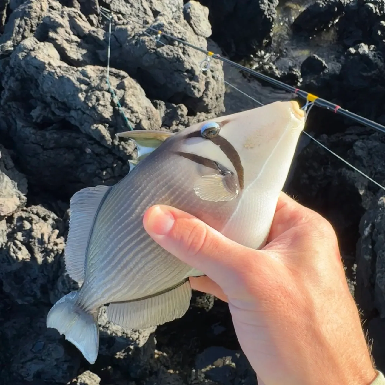 The most recent Boomerang triggerfish catches on Fishbrain