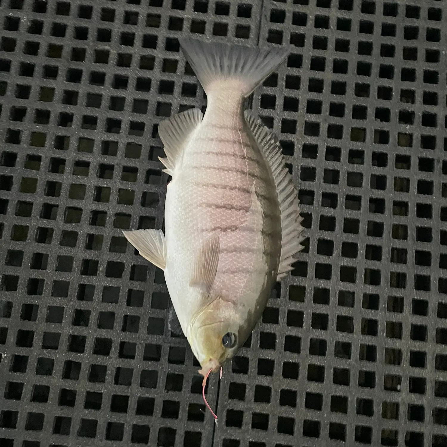 The most recent Luderick catches on Fishbrain