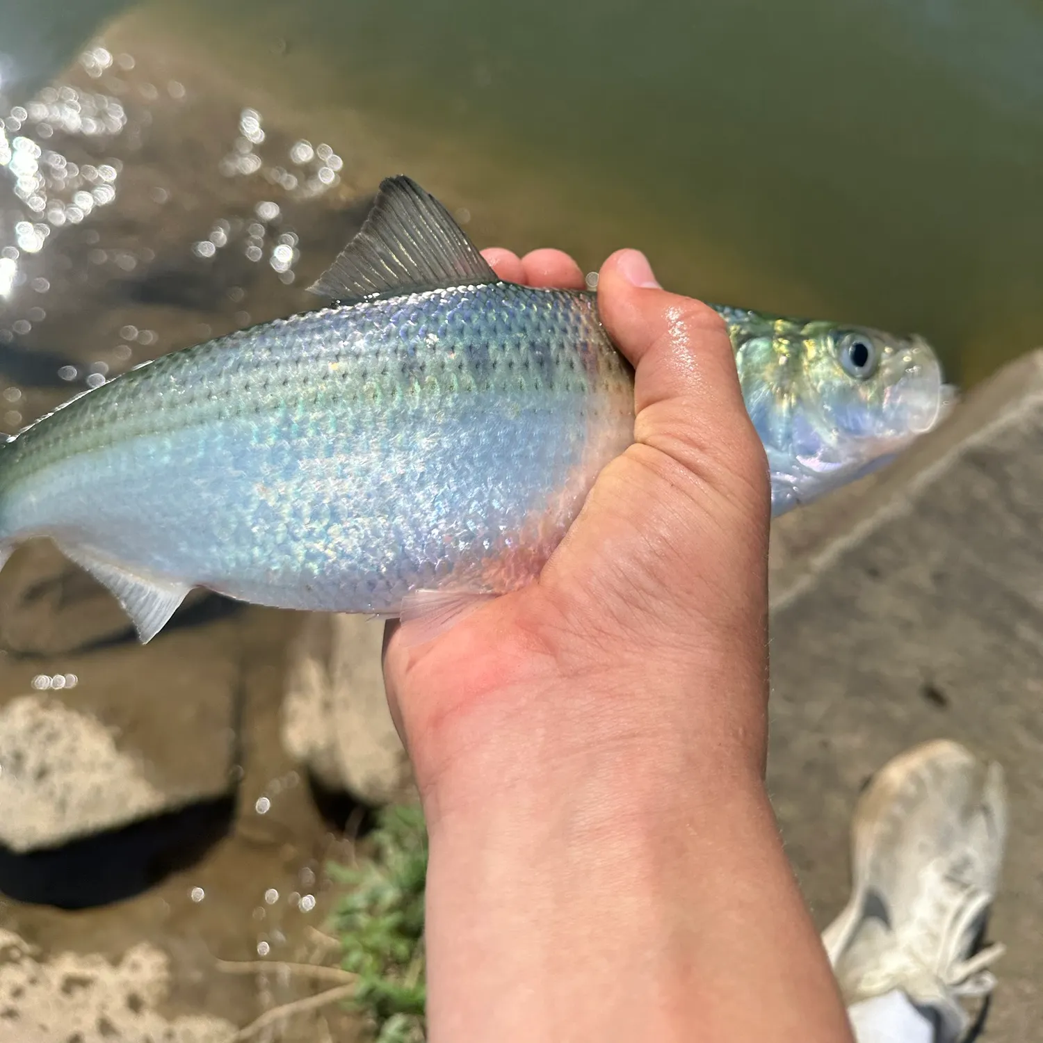 The most recent Hickory shad catches on Fishbrain