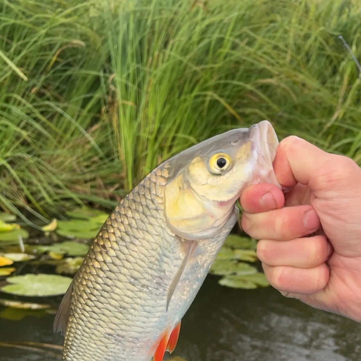 European chub caught on Fishbrain
