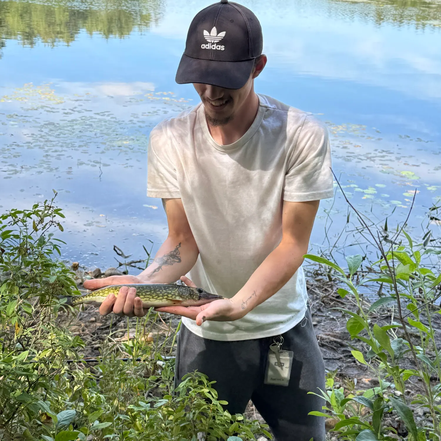 Chain pickerel caught on Fishbrain