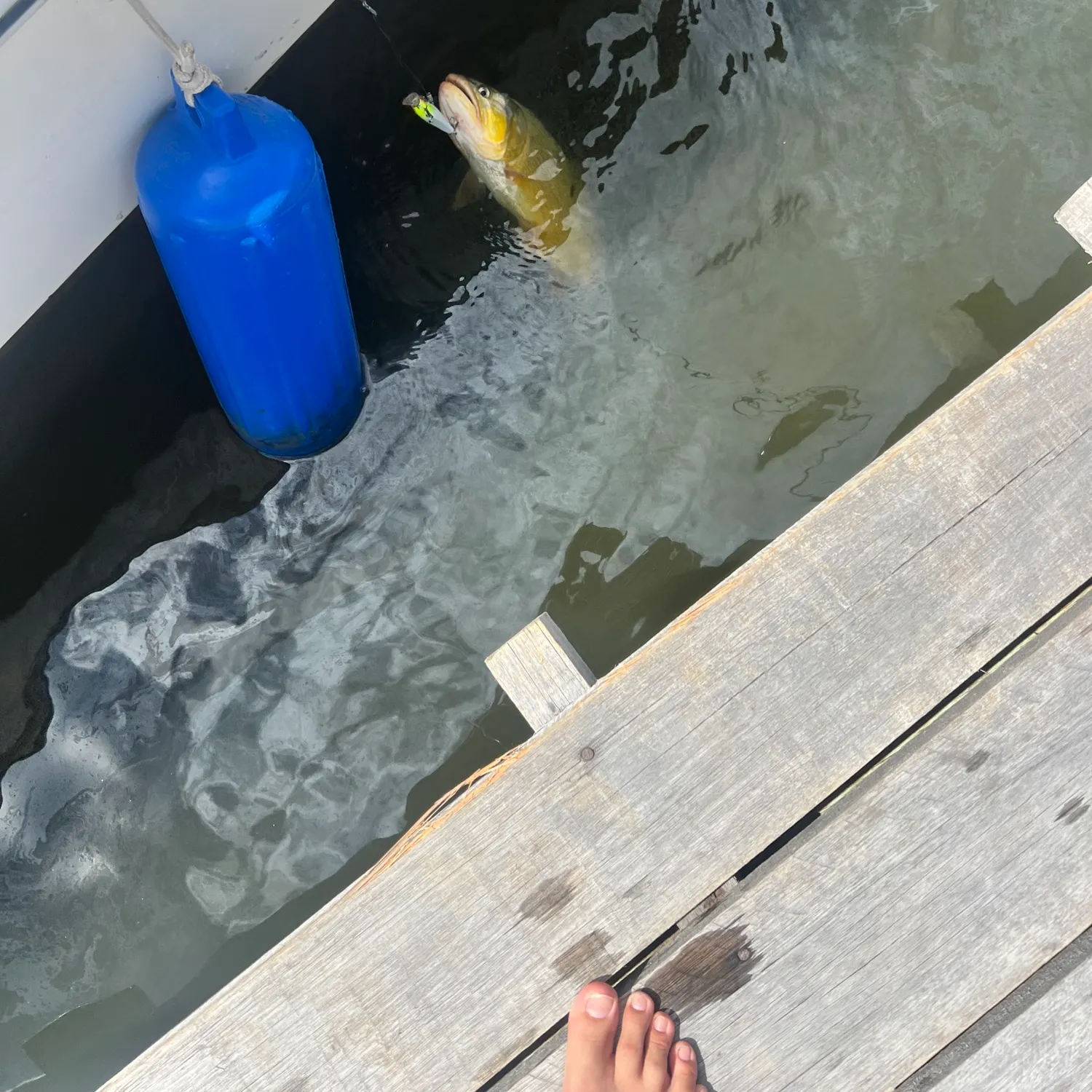 The most recent Golden dorado catches on Fishbrain