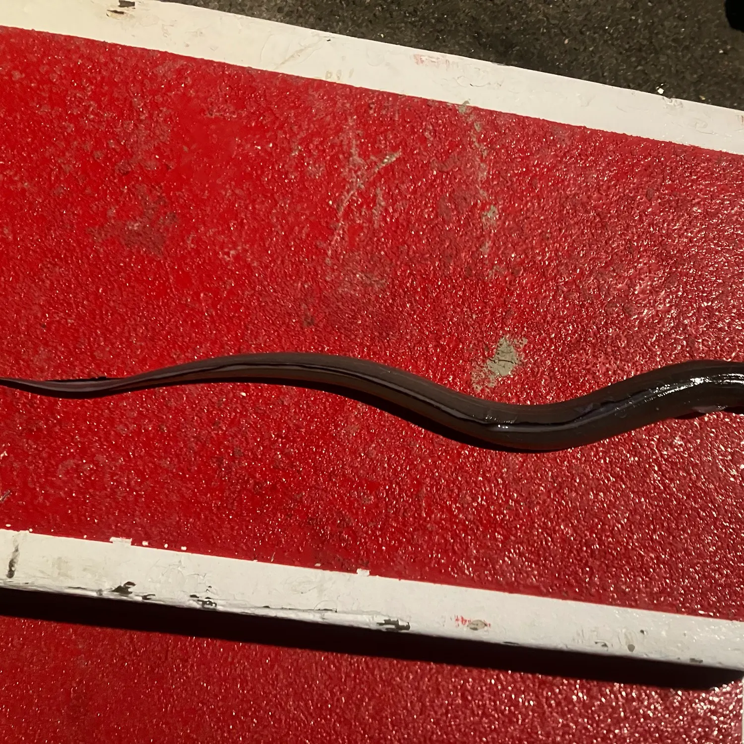 European eel caught on Fishbrain