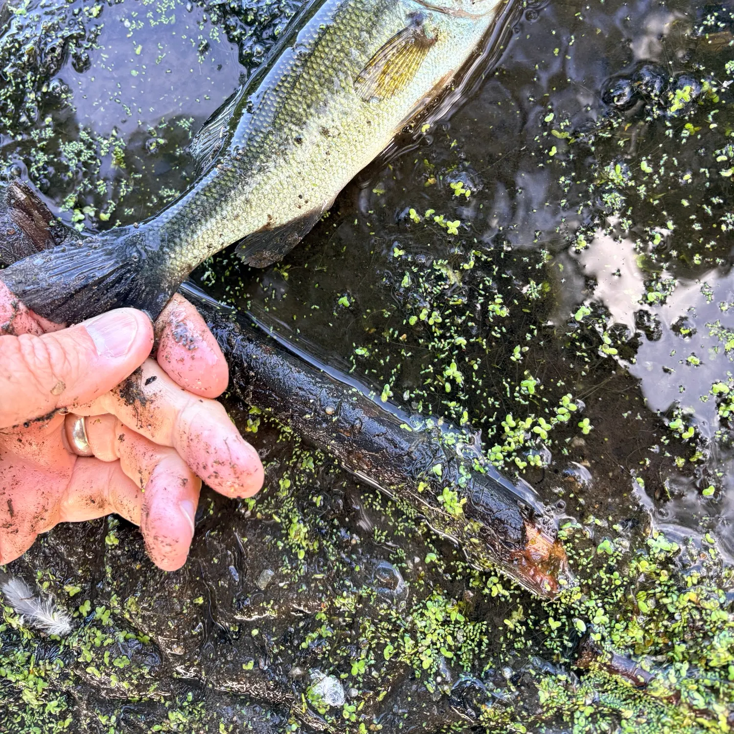 Largemouth bass caught on Fishbrain